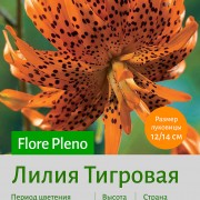  Тигровая лилия Flore Pleno